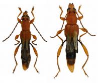 Odontocera mellea White, 1855 ♂ & ♀