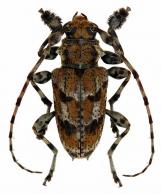 Psapharoctes fanchonae   Tavakilian & Neouze, 2007