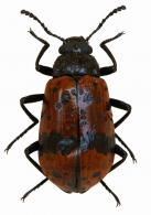 Cuphotes augusti (Thomson, 1859)