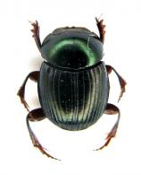 Canthidium sp2