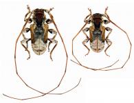 Pseudaethomerus lacordairei  (Bates, 1862)  ♂ & ♀