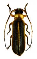 Apagomerina lampyroides Martins & Galileo, 2007