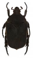 Allorrhina nigerrima  (Burmeister, 1842)