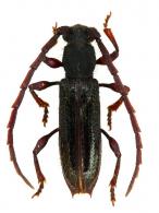 Hemilissa catapotia Martins, 1976