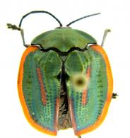 Cyclosoma palliata (Fabricius, 1787)