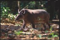 Animaux