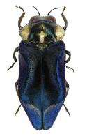 Callipyndax encontario Bellamy, 1994