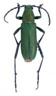 Eriphus smaragdinus  Monné & Fragoso, 1996