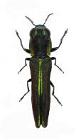 Agrilaxia tristis  Bílý & Brulé, 2013