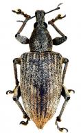 Entiminae Gen sp12