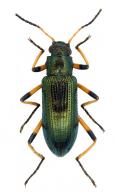 Strongylium sp12