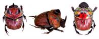 Oxysternon (Oxysternon) festivum festivum   (Linnaeus, 1758) ♂ & ♀