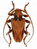 Sorelia ferruginea  Fuch, 1964