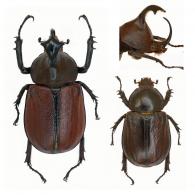 Golofa claviger puncticollis Thomson, 1860 ♂ & ♀