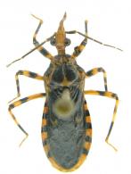 Parapothea sp1