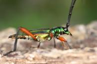 Mionochroma sp