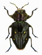 Chrysobothris cordicollis Laporte & Gory, 1837