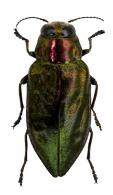 Eudiana guianensis (Chevrolat, 1838)