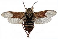Fulgoridae Gen sp18