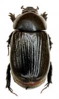 Stenocrates omissus  Endrödi, 1966