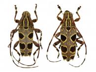 Colobothea septemmaculata  Zajciw, 1971  ♂ & ♀