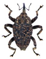 Eubulus sp37
