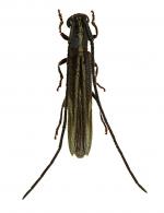 Agapanthiini Gen sp G506