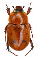Cyclocephala diluta  Erichson, 1847