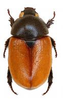 Cyclocephala bicolor Laporte de Castelnau, 1840
