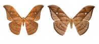 Copaxa decrescens  Walker, 1855 ♂ & ♀