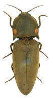 Pyrophorus noctilucus (Linné, 1767)