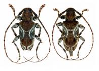 Xylergates lacteus  Bates, 1864  ♂ & ♀