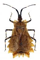 Phyllotingis lanceolata (Fabricius, 1803)