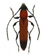Dihammaphoroides  jaufferti  Galileo & Martins, 2003