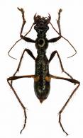 Ctenostoma (Ctenostoma) jekeli jekeli  Chevrolat, 1858