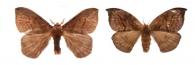 Hylesia praeda praeda  Dognin, 1901 ♂ & ♀