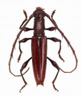 Aposphaerion longicolle  Bates, 1870