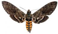 Manduca sexta paphus  (Cramer, 1779)