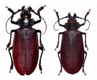 Titanus giganteus  (Linnaeus, 1771) ♂ & ♀