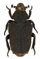 Cyclidinus lugubris Westwood, 1874