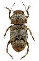 Corrhecerus aequalis  Jordan, 1904