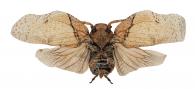 Flatolystra basalis Nast, 1950