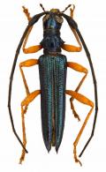 Distenia (Basivallis) cyaneipennis  Villiers, 1959