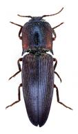 Pyrearinus amplicollis (Candèze, 1863)