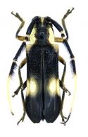 Cuicirama cayennensis  (Bates, 1881) 