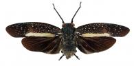 Lystra lanata (Linné, 1758)