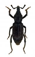 Curculionidae Gen sp126