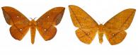 Eacles penelope  (Cramer, 1775) ♂ & ♀