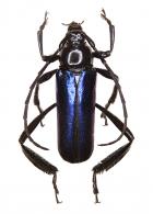 Galissus cyanopterus Dupont, 1840