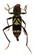 Mecometopus wallacei ? (White, 1855)